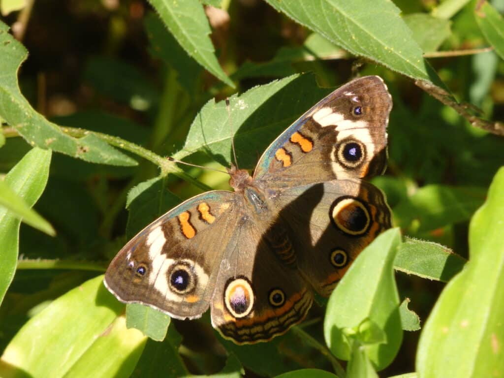 Common buckeye moth (Junonia coenia) in Prospect Park’s Butterfly Meadow.