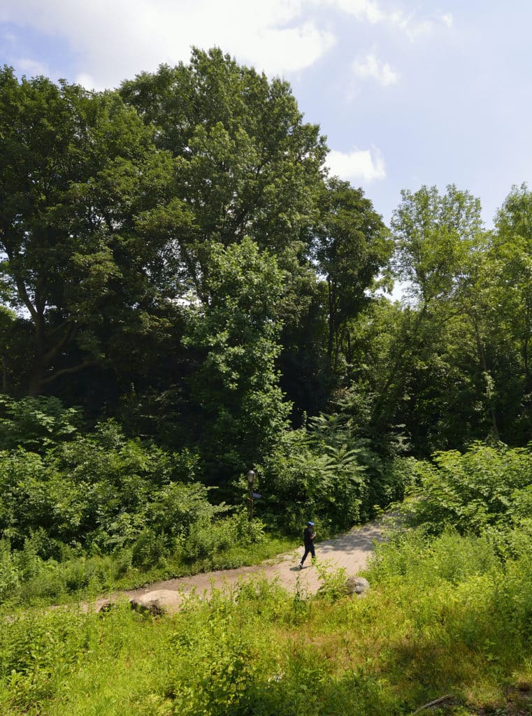 Trees Parting Summer Trails